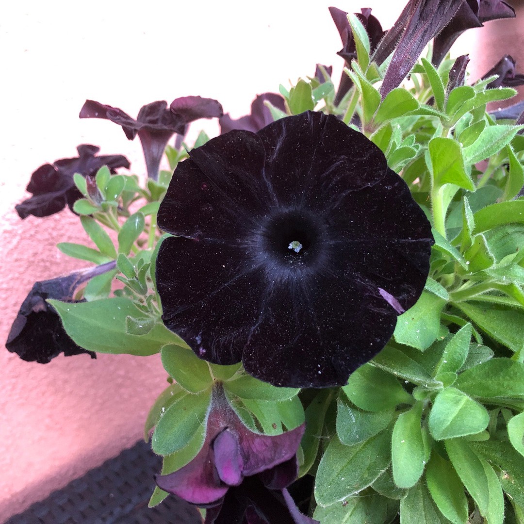 Petunia 'Black Satin' (Petunia 'Black Satin')