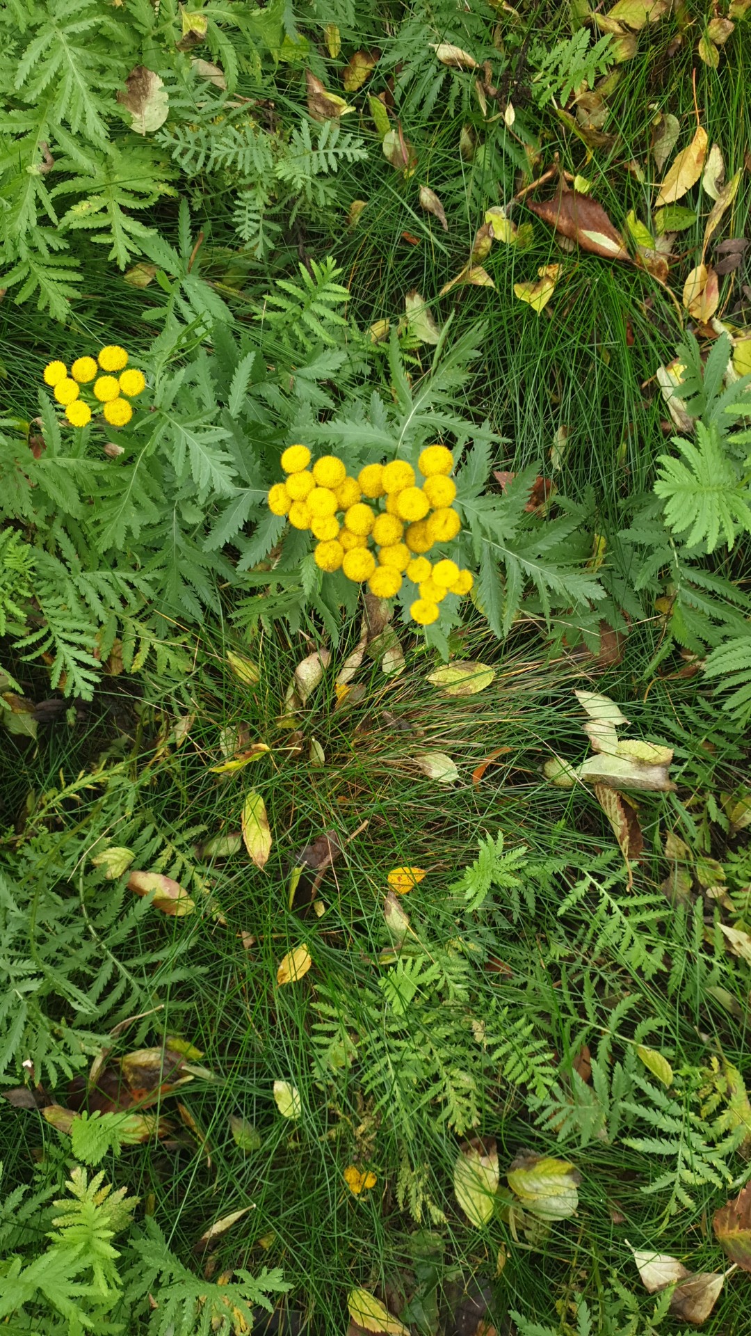 タンジーの判定方法 (Tanacetum vulgare)