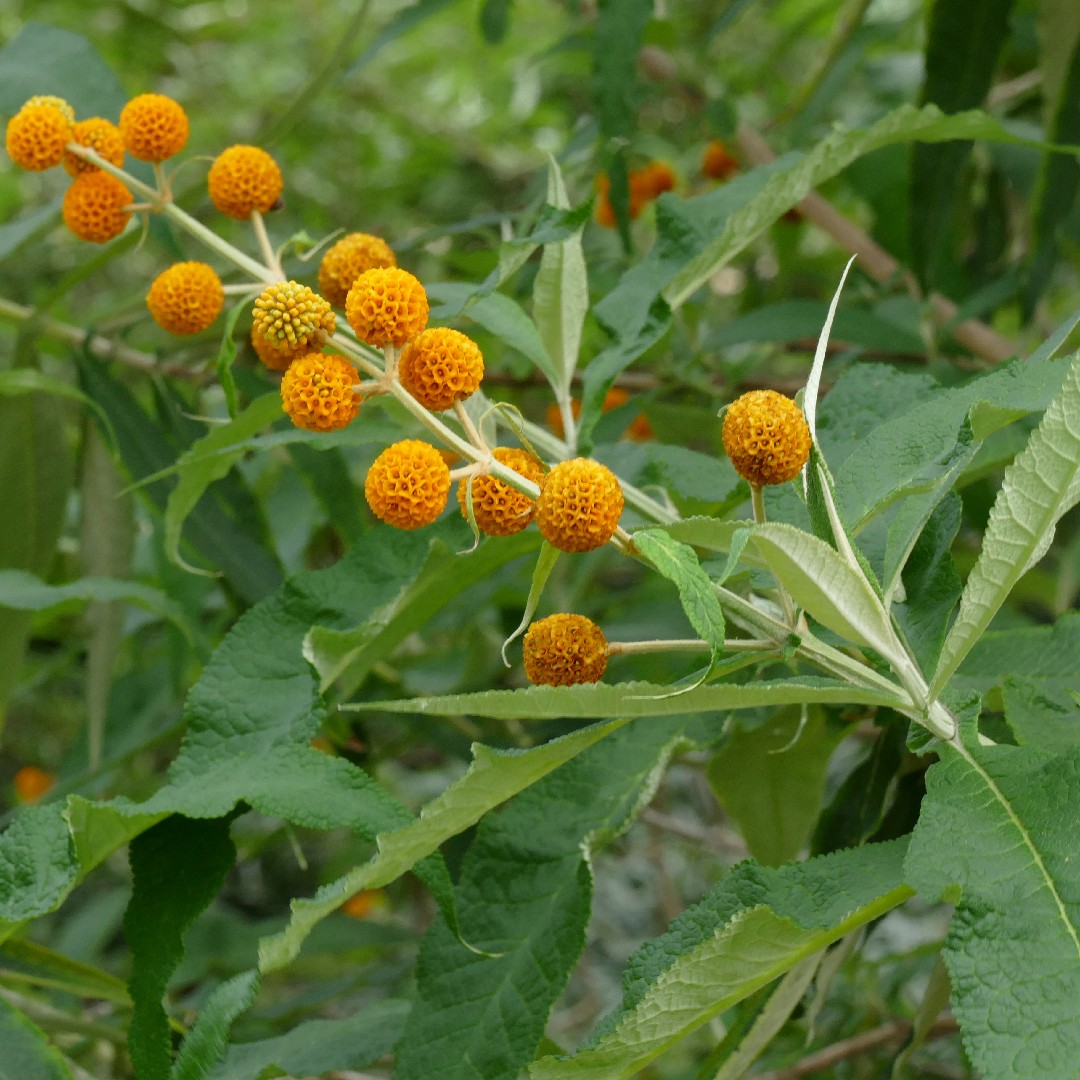 buddleia-globuleux-buddleja-globosa-picturethis