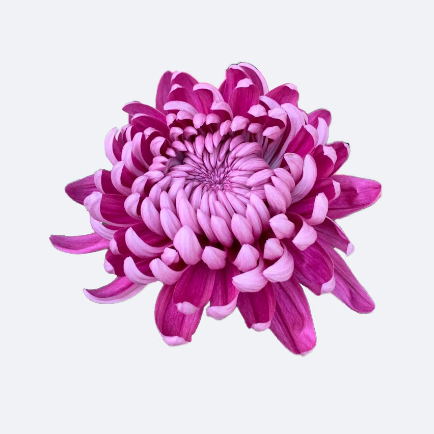 Chrysanthemum 'Bagley Rose' PictureThis