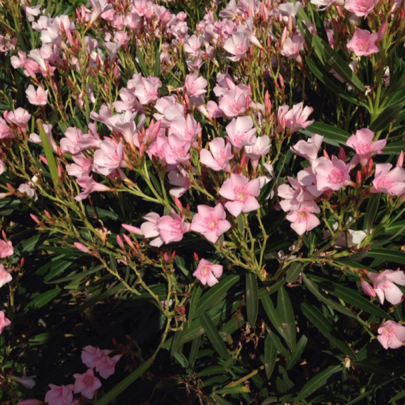 Nerium Oleander Petite Pink Picturethis