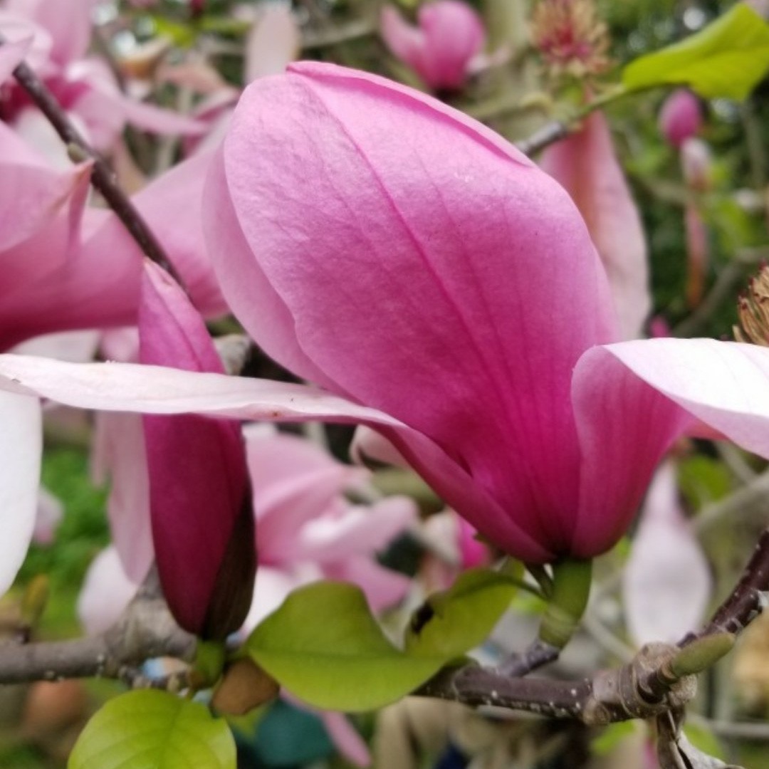 5 Saucer Magnolia Seeds – Soulangeana Denudata & Liliifolia – Pink & White Flower Tree Seeds – Seedville USA