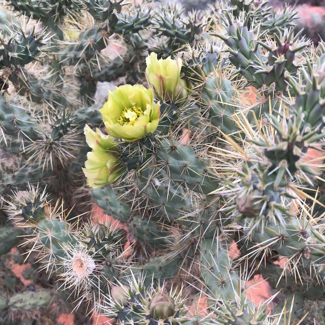 Cola de rata (Cylindropuntia whipplei) - PictureThis