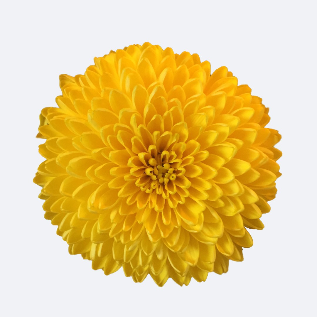 キク属 Chrysanthemum 花言葉 毒性 よくある質問 Picturethis