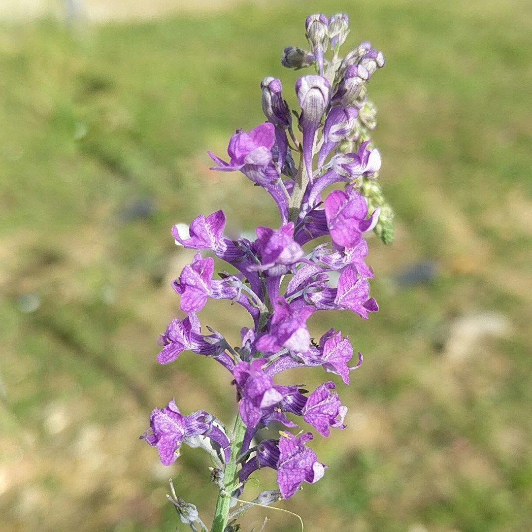 Image of Purple toadflax in full bloom