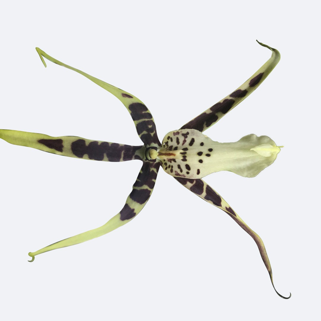 Orquídea aranha (Brassia)