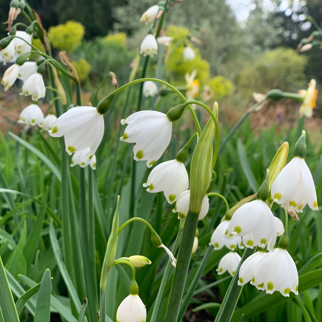 スノーフレーク属 Leucojum 花言葉 学名 よくある質問 Picturethis