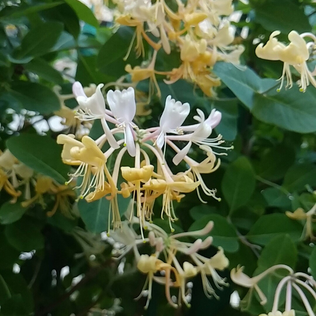 European honeysuckle 'Graham Thomas' (Lonicera periclymenum 'Graham