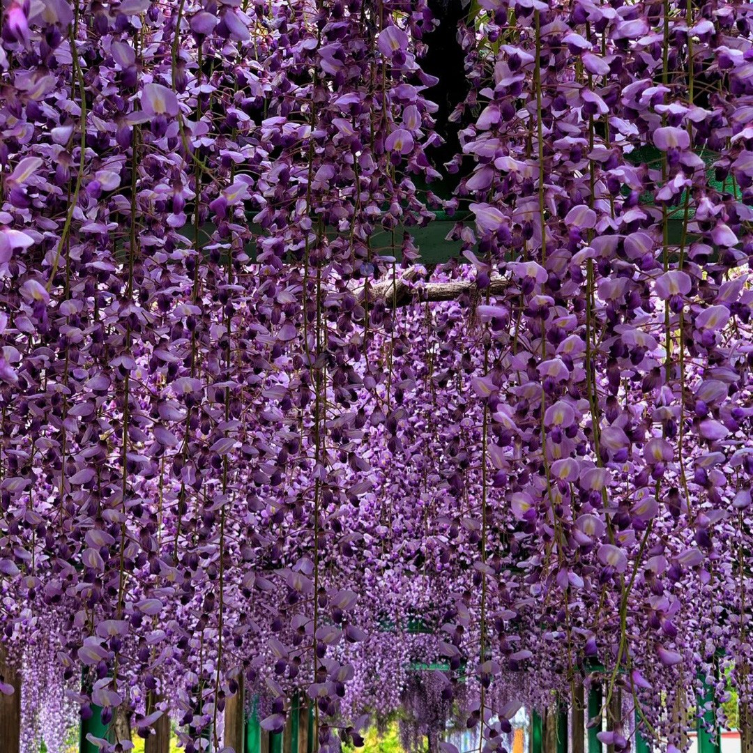 Japanese wisteria 'Royal Purple' (Wisteria floribunda 'Royal Purple')  Flower, Leaf, Care, Uses - PictureThis