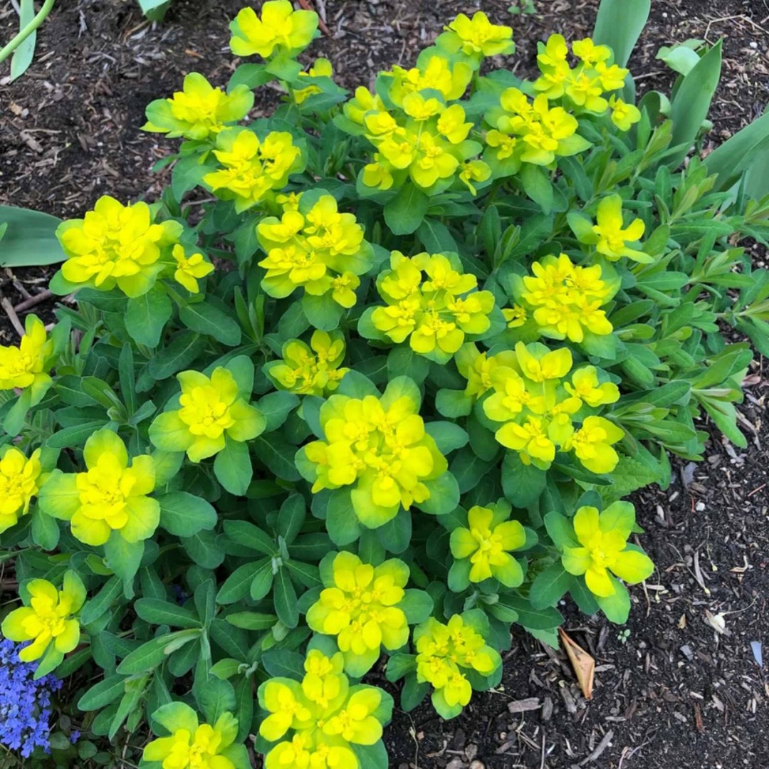 Euphorbia polychroma 'Major' - PictureThis