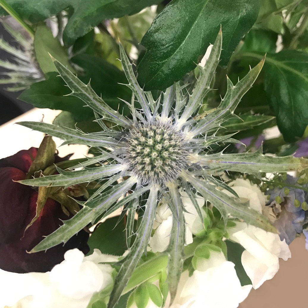 Hooker's eryngo (Eryngium hookeri) Flower, Leaf, Care, Uses PictureThis