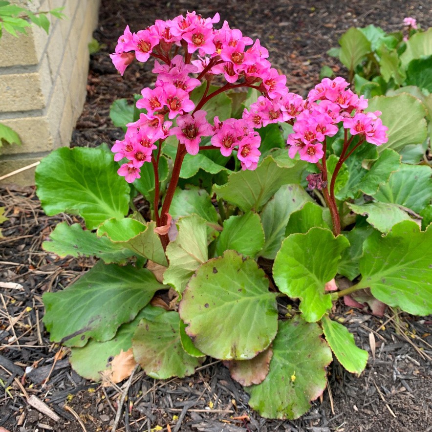 Bergenia Cordifolia Purpurea TM Bergenia Cordifolia Hardy Perennial 