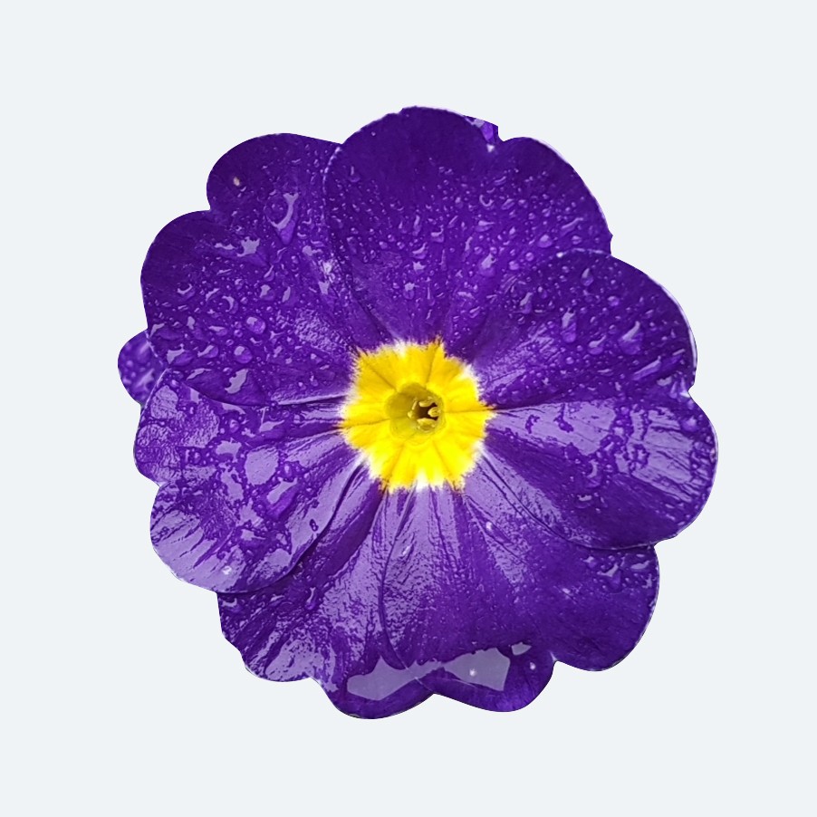 Common primrose (Primula acaulis) Flower, Leaf, Care, Uses PictureThis