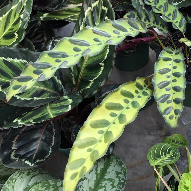 Rattlesnake plant (Goeppertia lancifolia) Flower, Leaf, Care, Uses