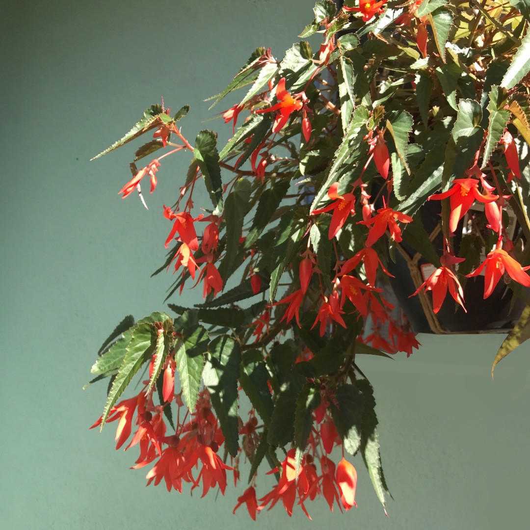 Bégonia de Bolivie, Begonia boliviensis : planter, cultiver, multiplier