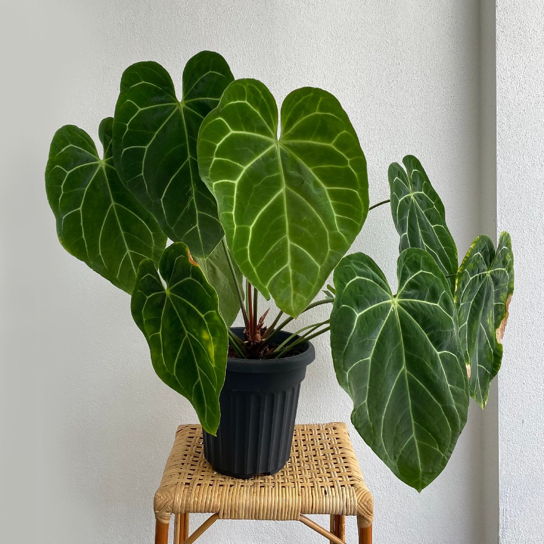 Anthurium magnificum - PictureThis