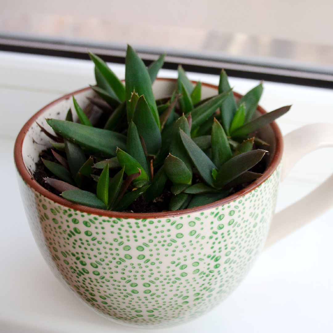 アルウォルチア 'ブラック・ジェム' (×Alworthia 'Black Gem