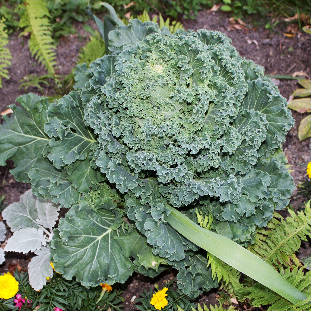 アブラナ属 Brassica 花言葉 学名 よくある質問 Picturethis