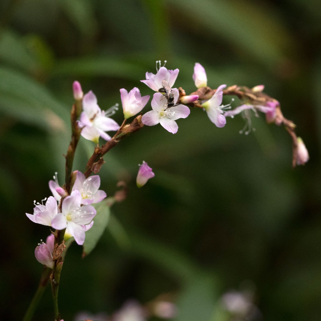How to Grow and Care for Vietnamese coriander