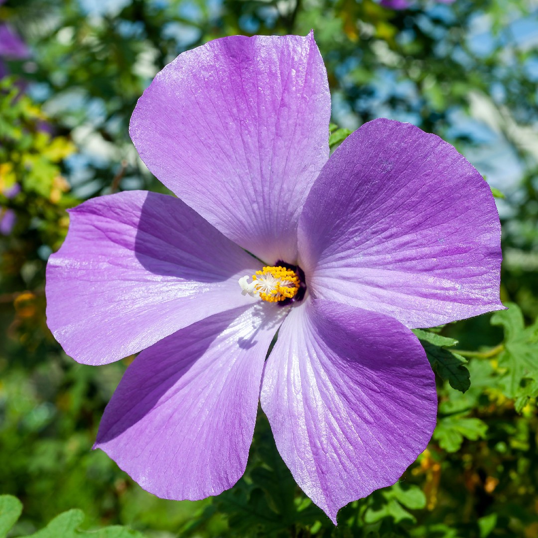 紫色ハイビスカス三味線 14165_1.jpg