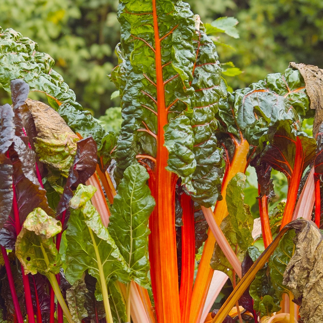 Rüben (Beta) - PictureThis