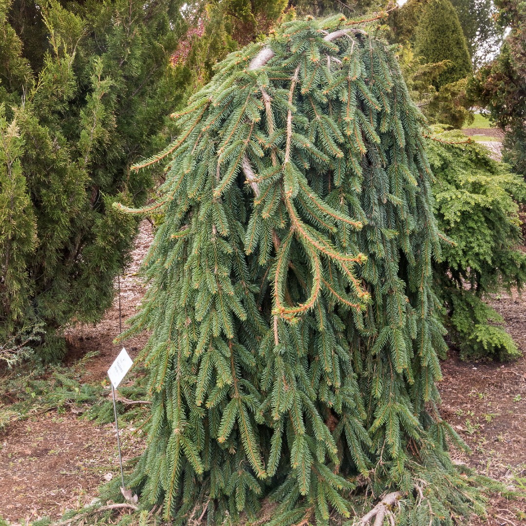 ピセア・アビエス 'ペンデュラ' (Picea abies 'Pendula') - PictureThis