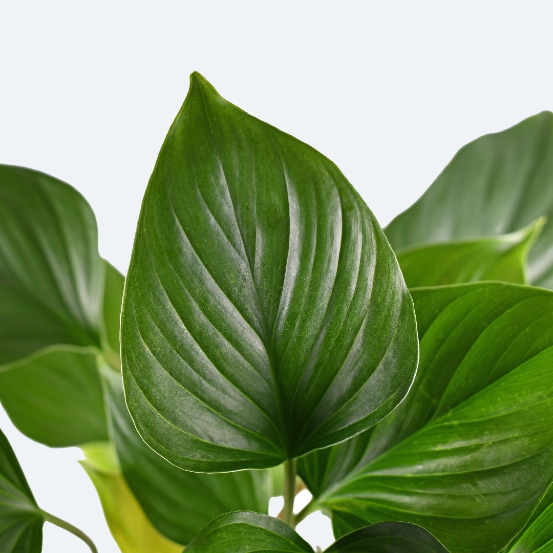 Emerald Gem Plant (Homalomena) Flower, Leaf, Care, Uses PictureThis