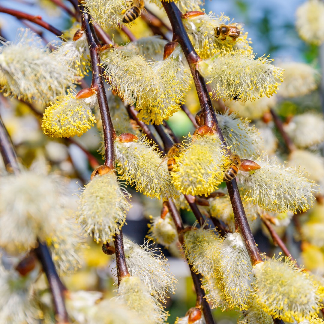 Willows (Salix) Flower, Leaf, Care, Uses PictureThis