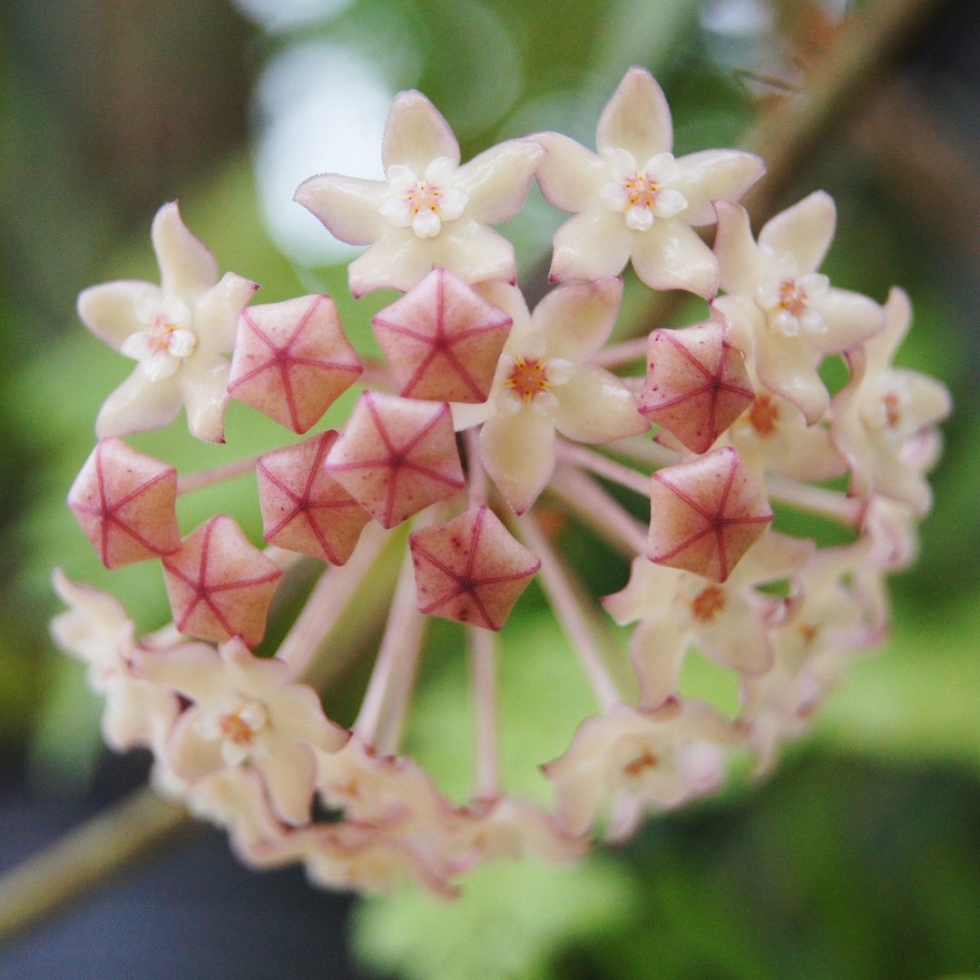 Hoya macrophylla - PictureThis
