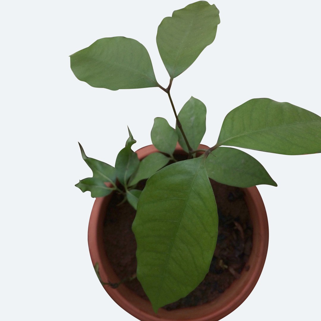Helechos alabarda (Tectaria)