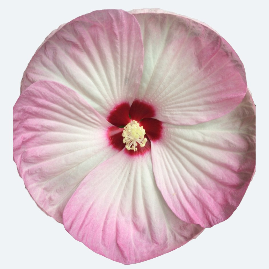 Hibiscus moscheutos 'Luna Pink Swirl'