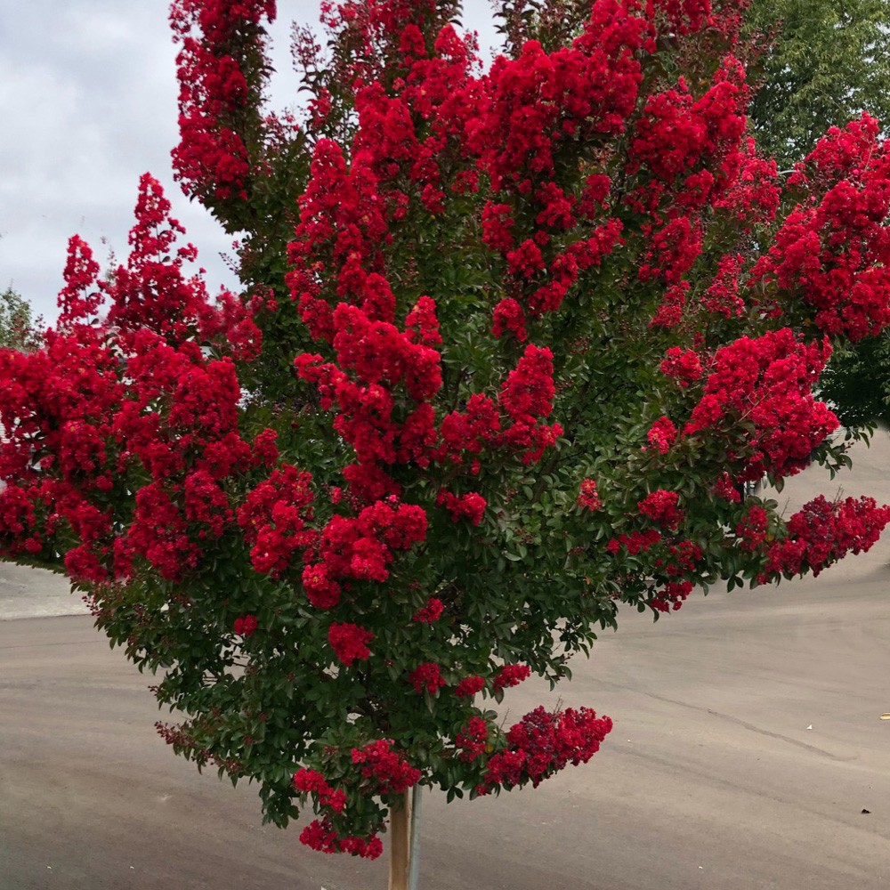 Jeune Pousse Lagerstroemia (Arbre De Jupiter) - 30 Cm - Envoi En Caisse Bois - Pour Jardin Ou Pot