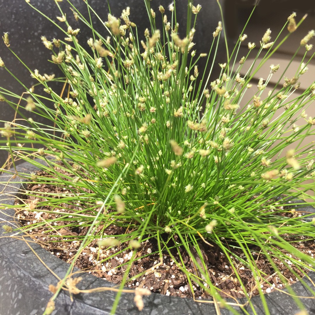isolepis-care-watering-fertilize-pruning-propagation-picturethis