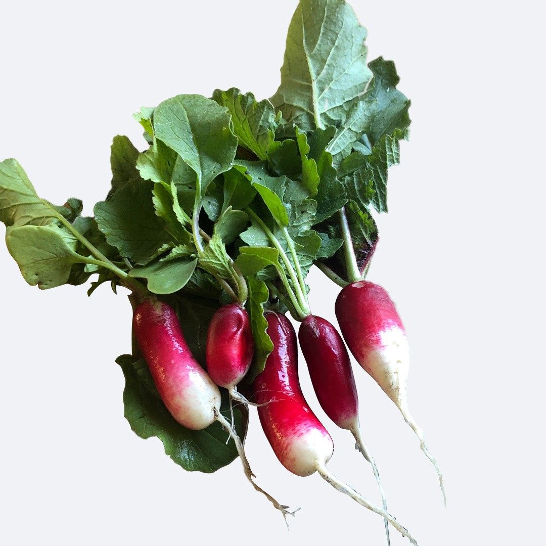 Raphanus sativus 'French Breakfast 3' PictureThis
