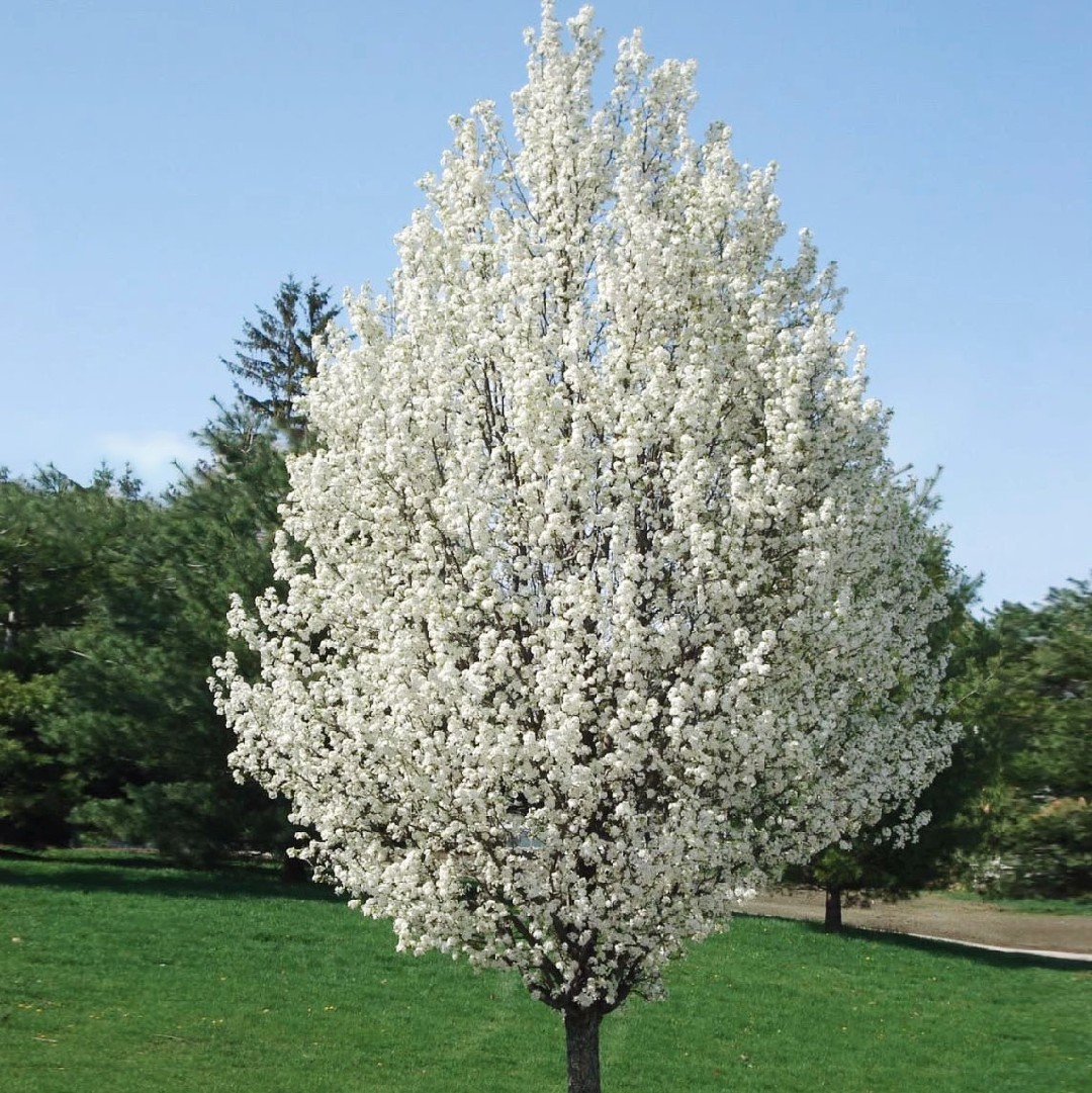 Callery pear 'Chanticleer' Care (Watering, Fertilize, Pruning