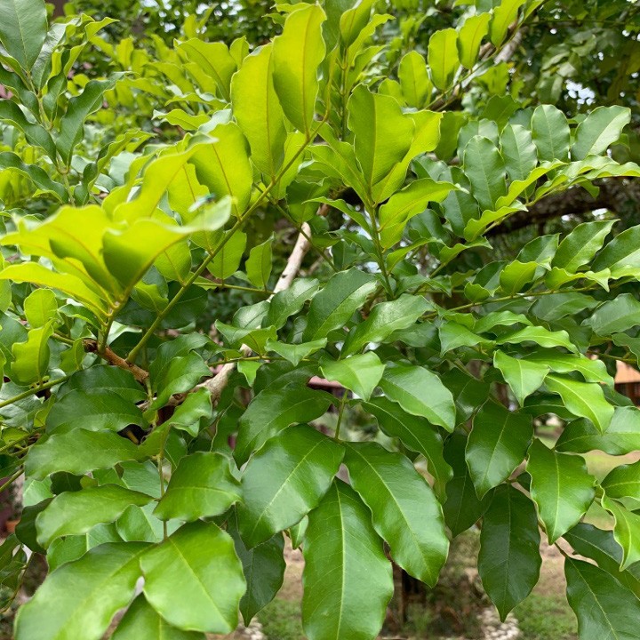 紅豆樹屬 (Ormosia)