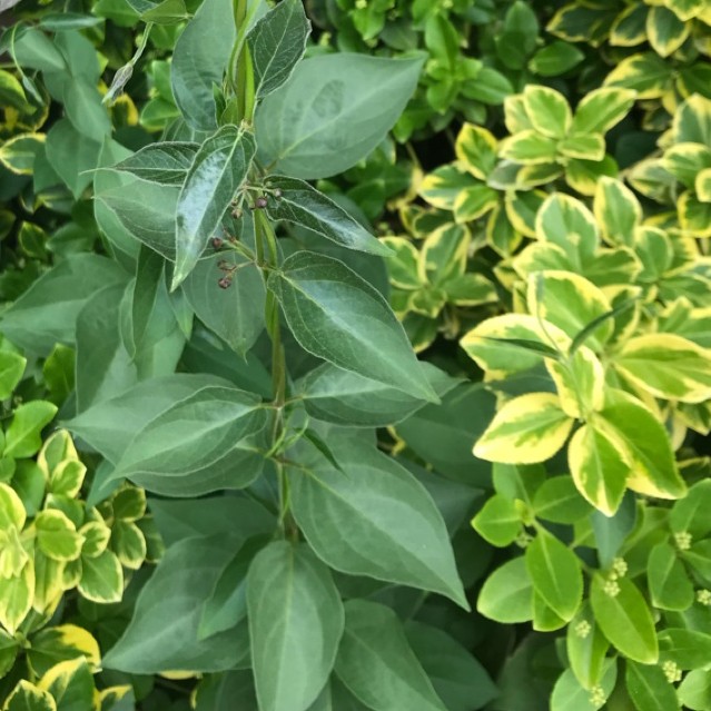 Un Mélange De Feuilles De Louisa Dispersées, De Fleurs De