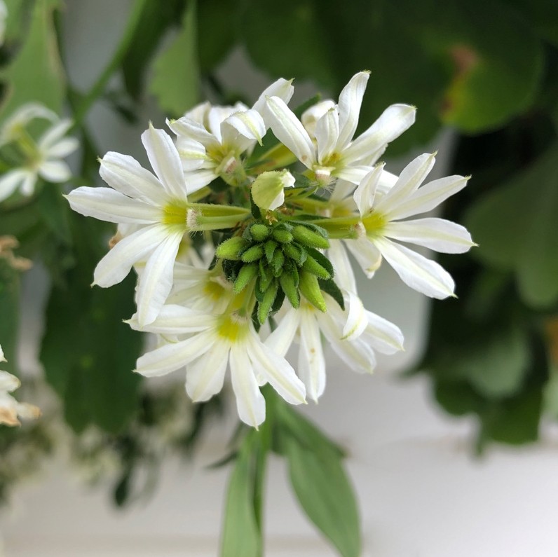 Tournefortia PictureThis