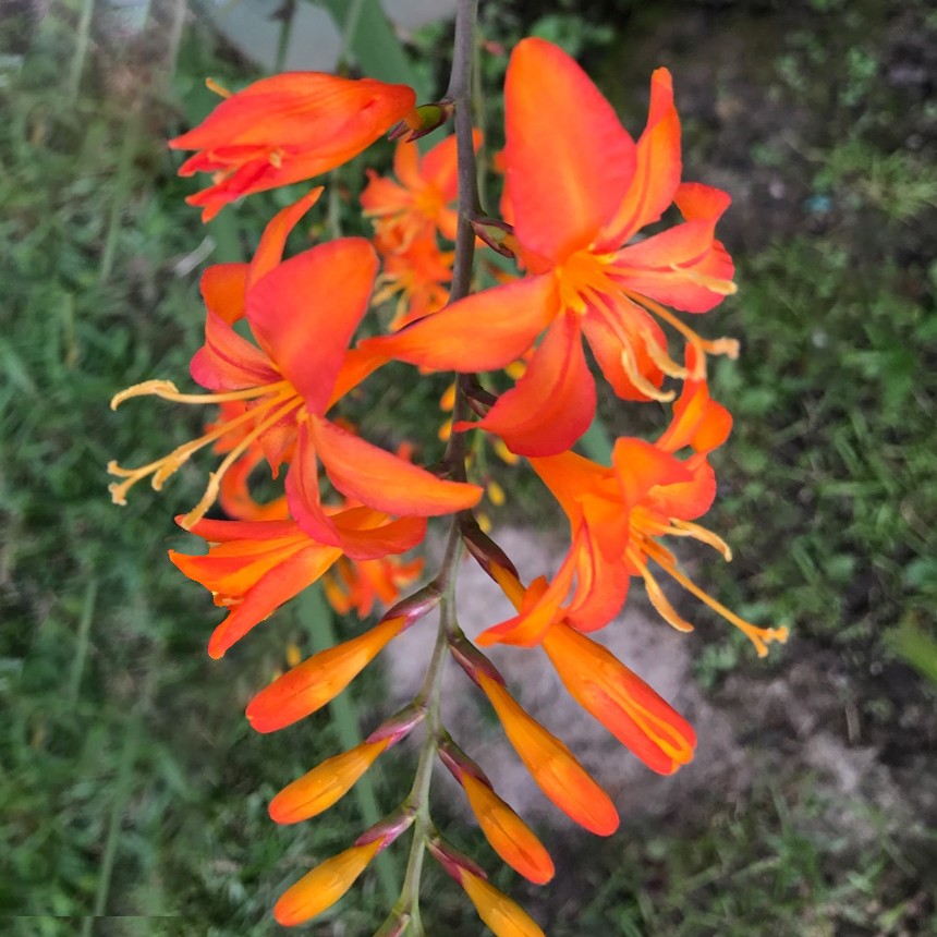 Coppertips (Crocosmia) Flower, Leaf, Care, Uses - PictureThis