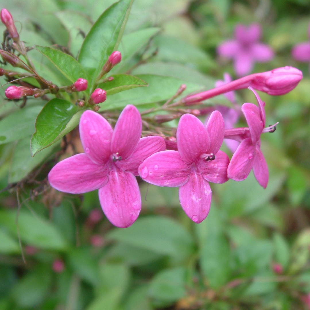 Pseuderanthemum laxiflorum - PictureThis