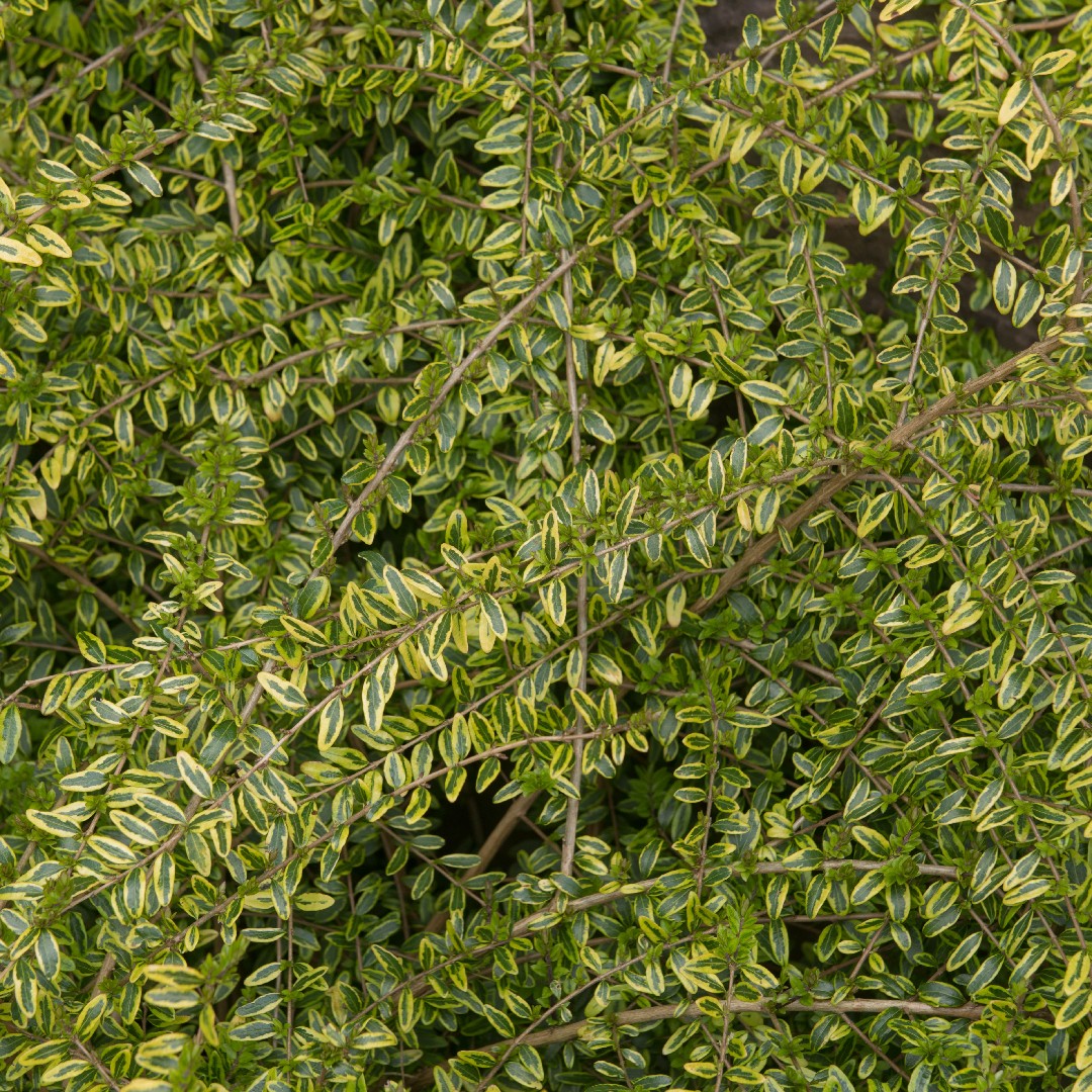 How to Prune Hedge honeysuckle 'Lemon Beauty'