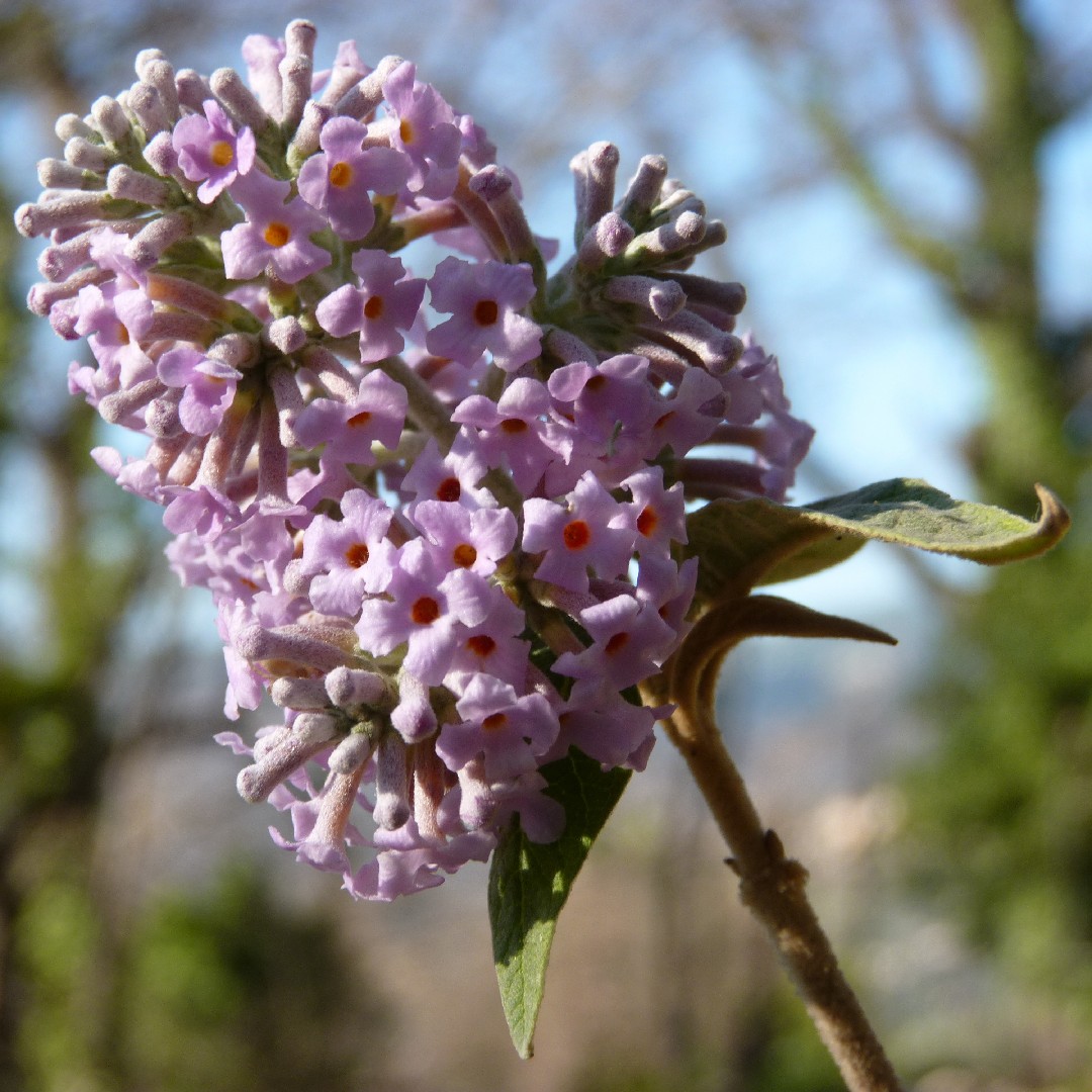 Buddleja Sp Butterfly bushes (Buddleja) Flower, Leaf, Care, Uses - PictureThis