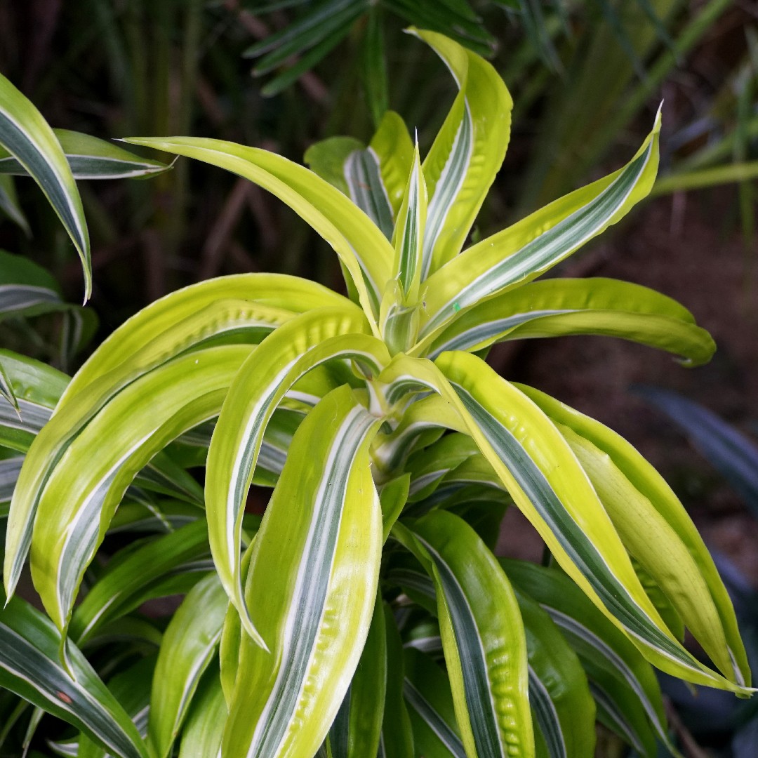 ドラセナ レモンサプライズ 鉢 ドラセナ ワーネッキーレモン