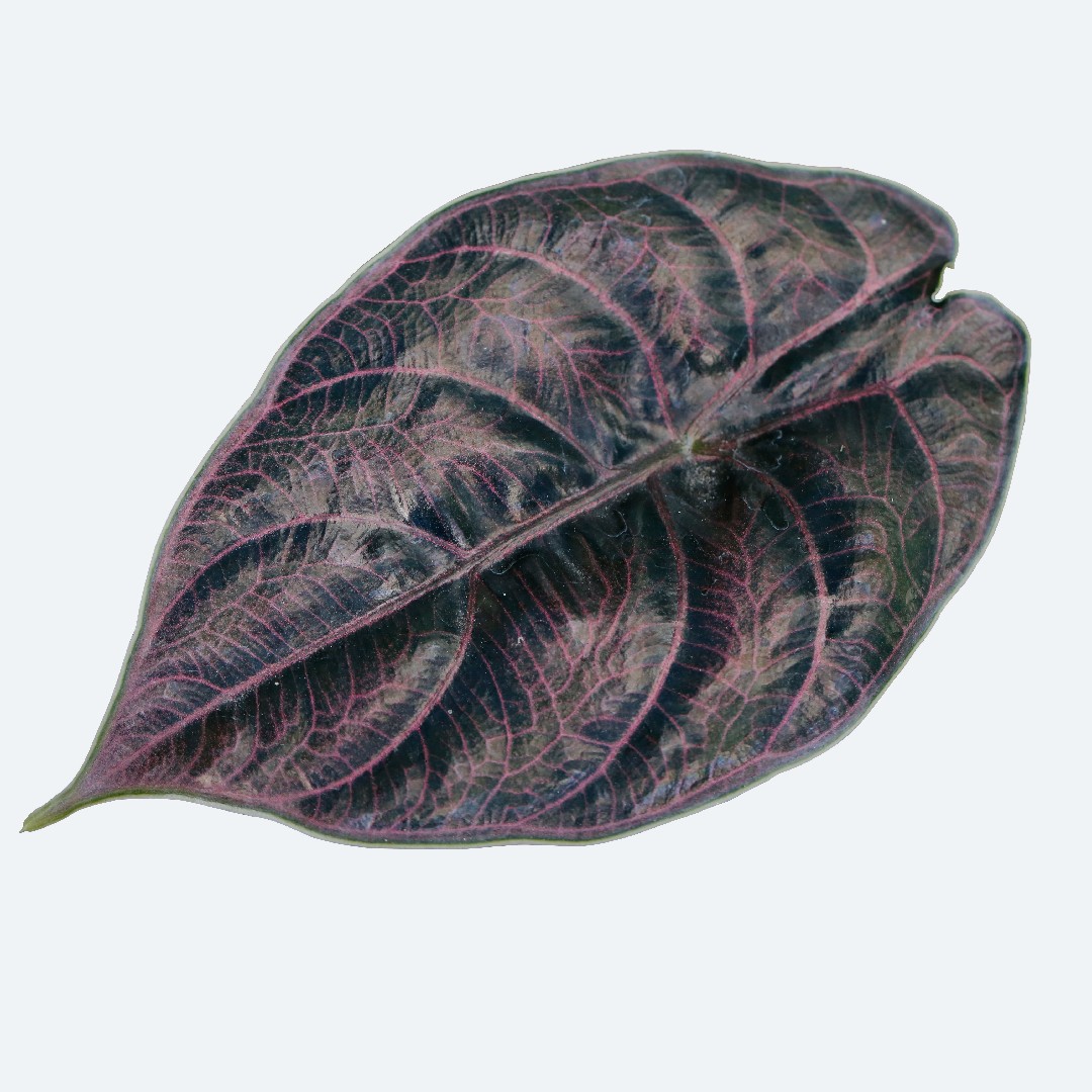 アロカシア アズラニー アルボ│Alocasia azlanii albo アロカシア アズラニー アルボ│Alocasia azlanii albo│観葉植物