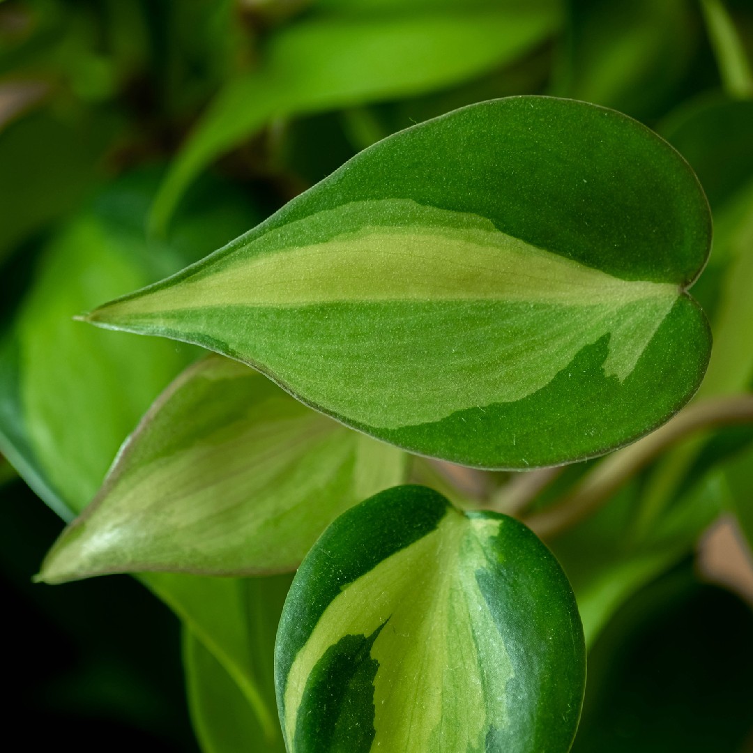 Heartleaf philodendron (Philodendron hederaceum var. oxycardium) -  PictureThis, image size:1080x1080