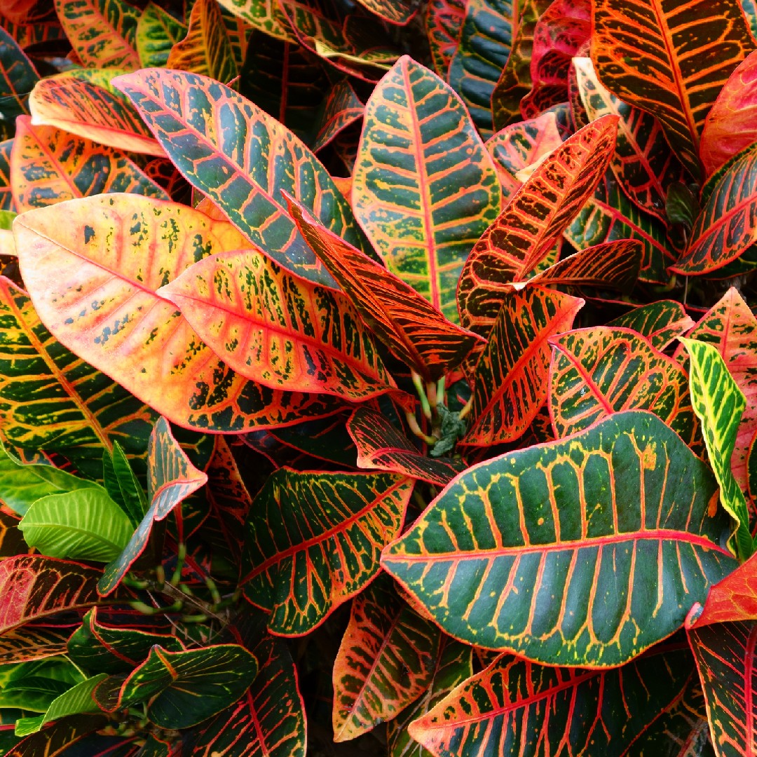 現物「クロトン・スーパーペトラ」７号　Codiaeum variegatum クロトン・スーパーペトラ (Codiaeum variegatum 'Petra') - PictureThis
