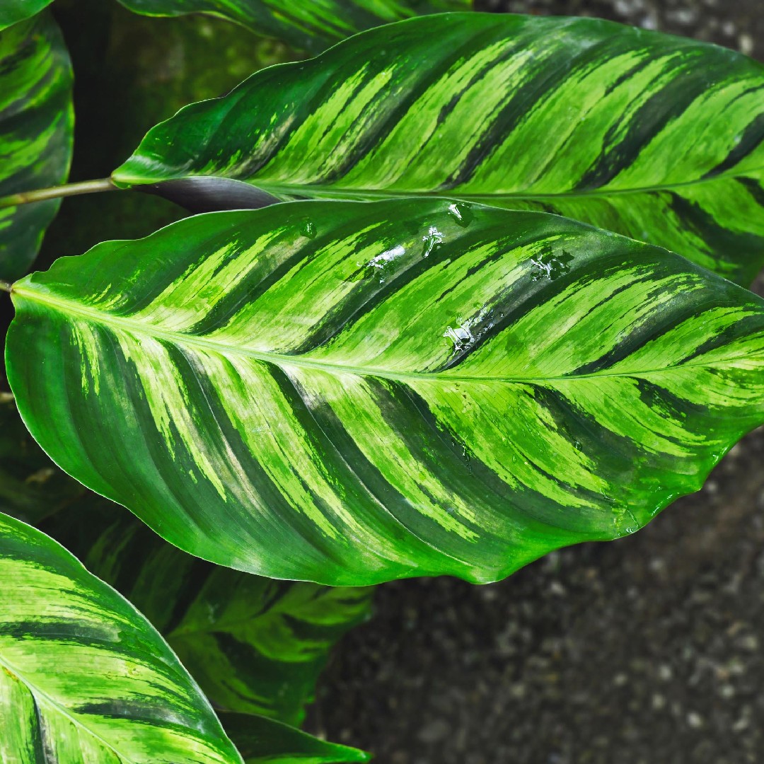 How to Grow and Care for Calathea louisae maui queen