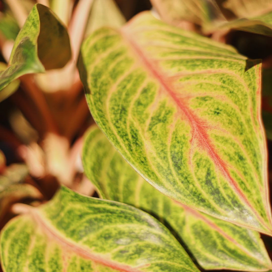 dieffenbachia varieties Dieffenbachia Snowflake | Rare Indoor Plant