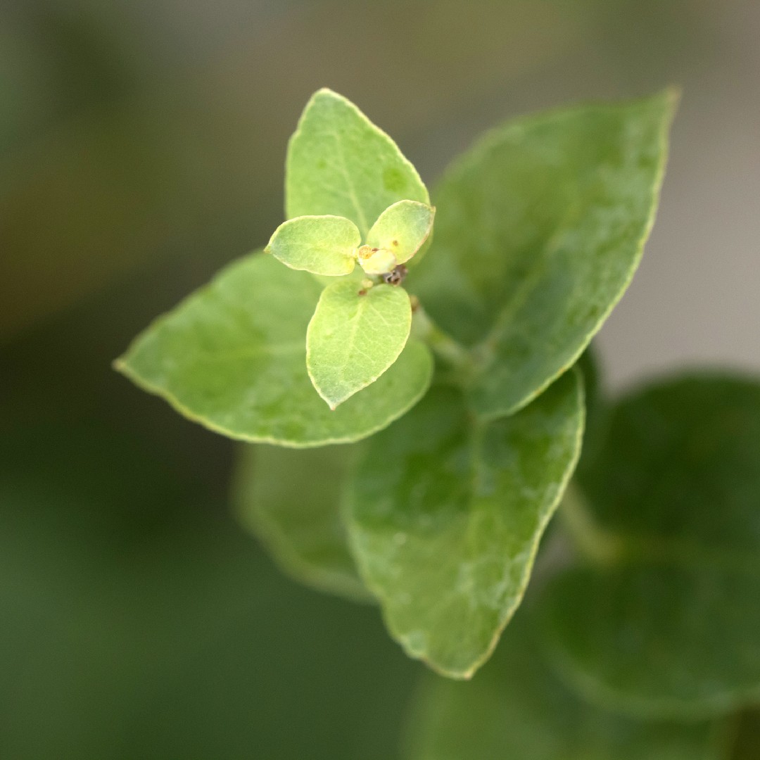 Apple box (Eucalyptus bridgesiana) Flower, Leaf, Care, Uses - PictureThis