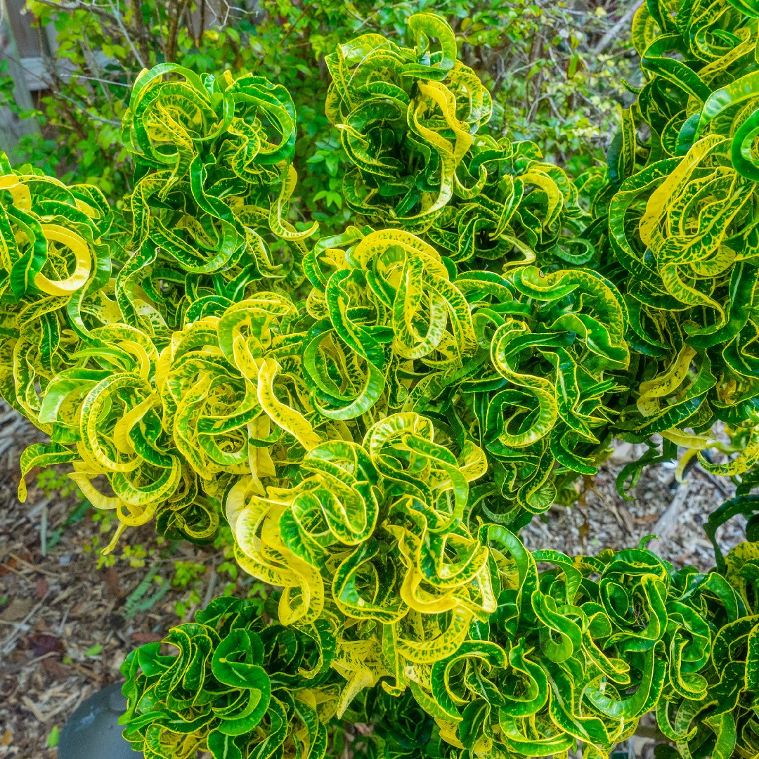 How much water does my Croton 'Revolutions' need? PictureThis